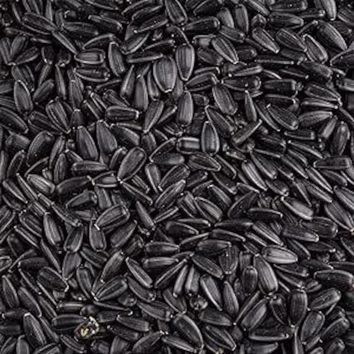 🌙 Midnight Blaze Sunflower Seeds