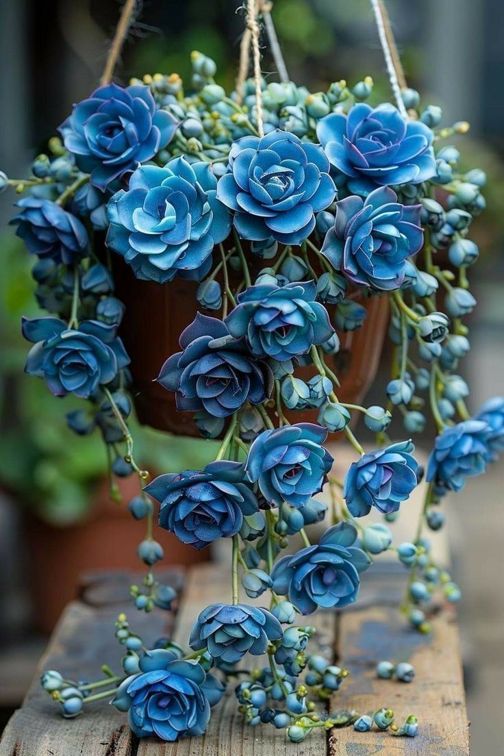 Blue Tassel Succulent Rose Seeds – Grow Your Own Enchanting Blue Blooms 🌿