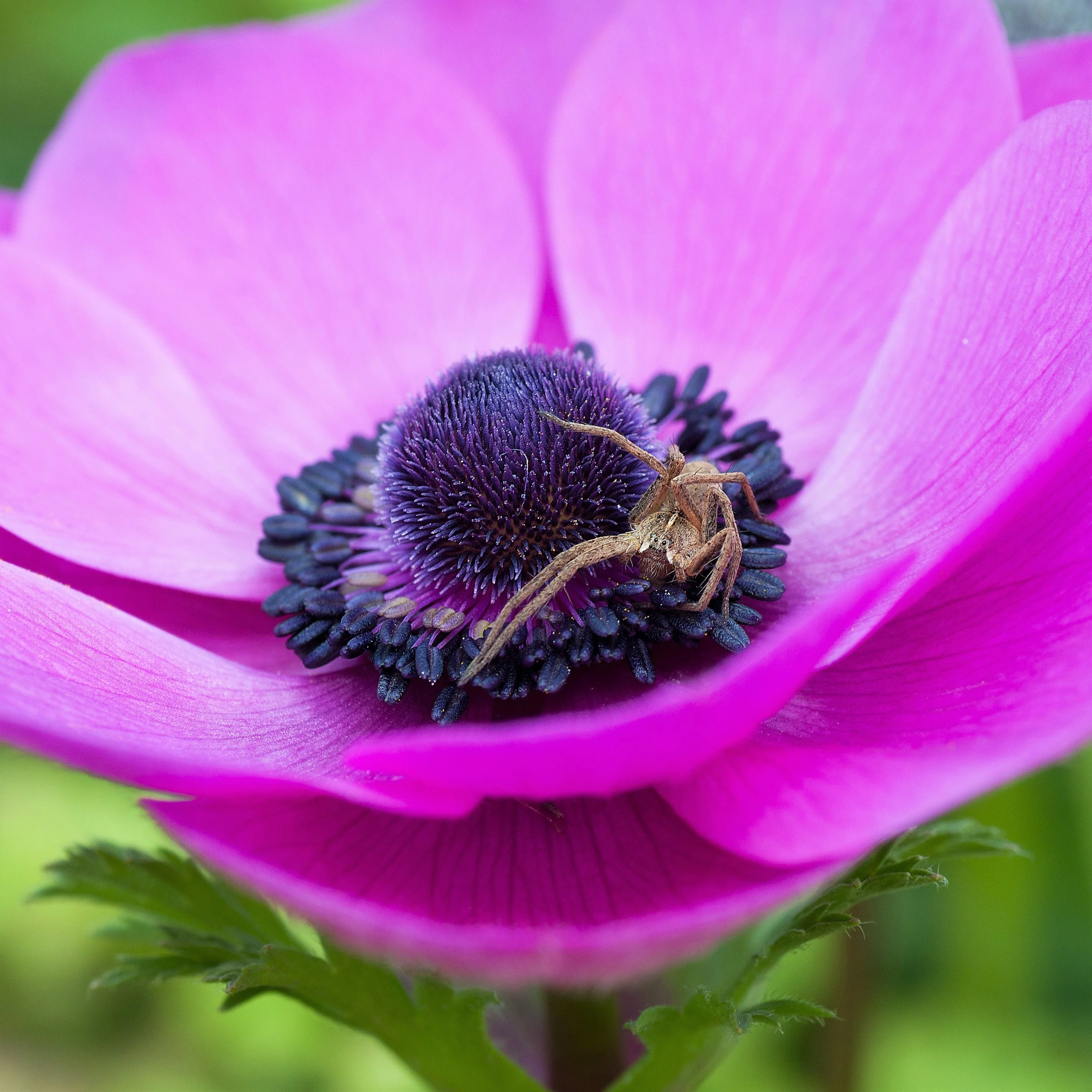 Pink Anemone Seeds