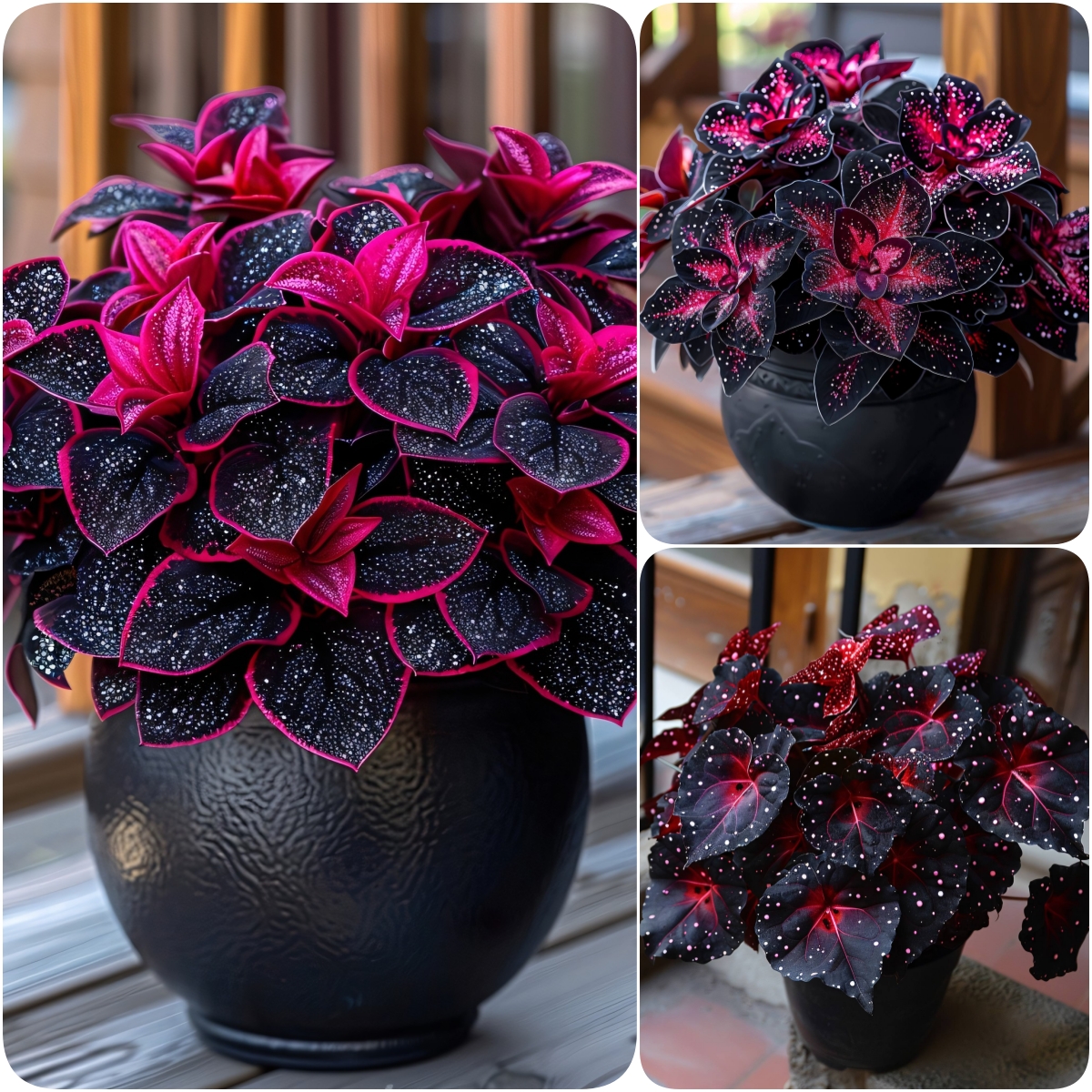 Rare Galaxy Polka Dot Begonia🌌☘️ - Interior Design, Foliage Plants ✨🏘️
