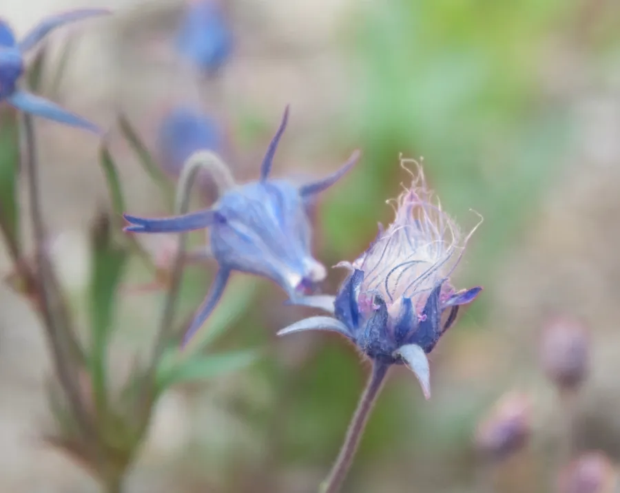 Blue Prairie Smoke Flower
