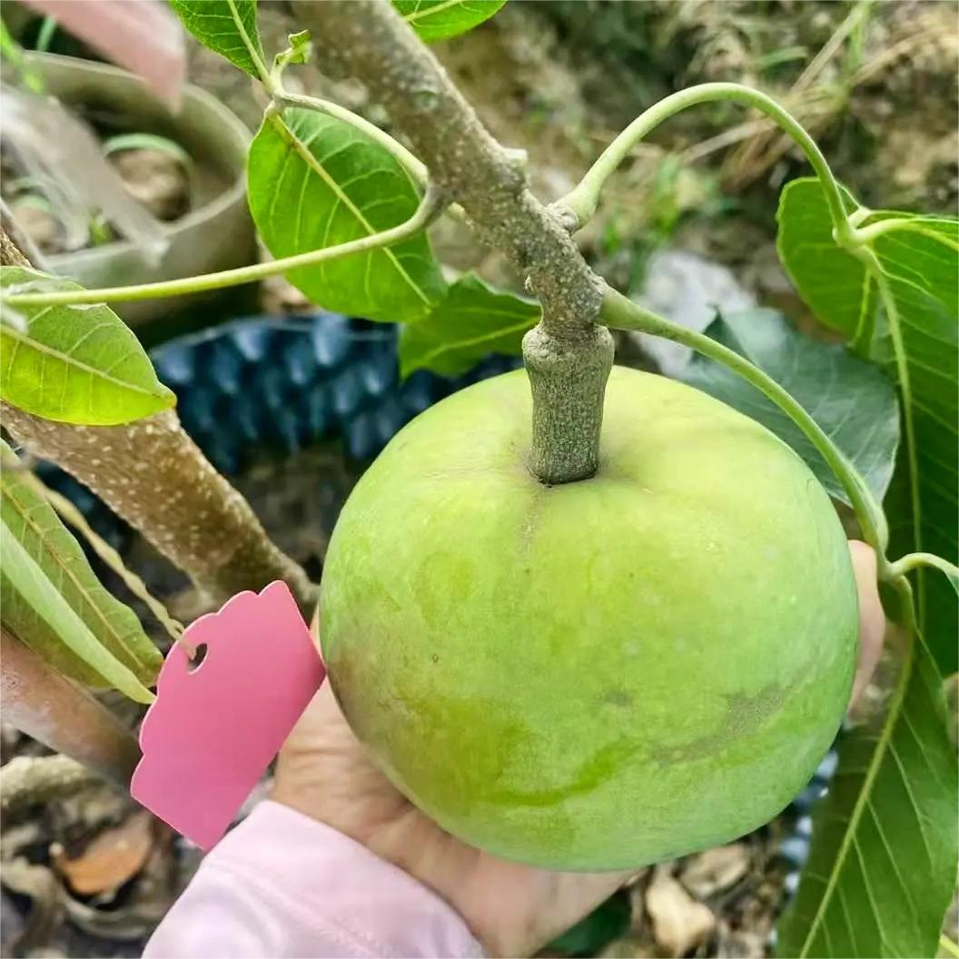 Robuste Sorten von Weißen Sapote Samen