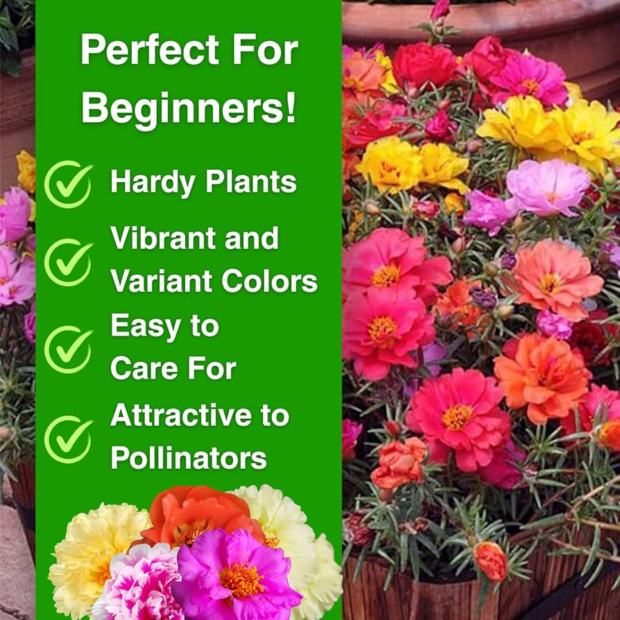 Mixed-color Moss Rose-flower Seeds