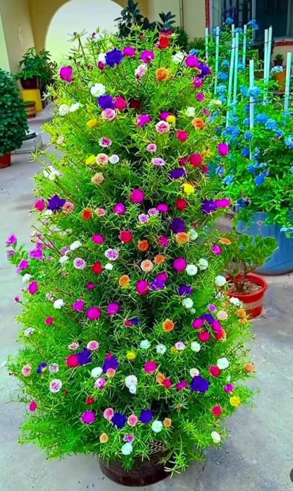 Mixed-color Moss Rose-flower Seeds