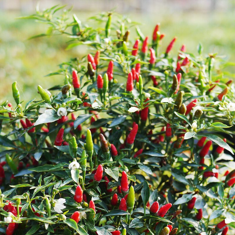 Food Security Seed Pack 10-Late Summer Starter Pack