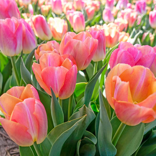 Bonsai Rare Color Tulip Seeds #16