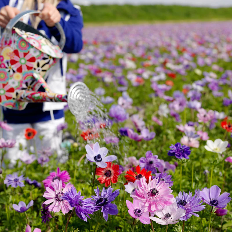 De Caen Mix Anemone Seeds