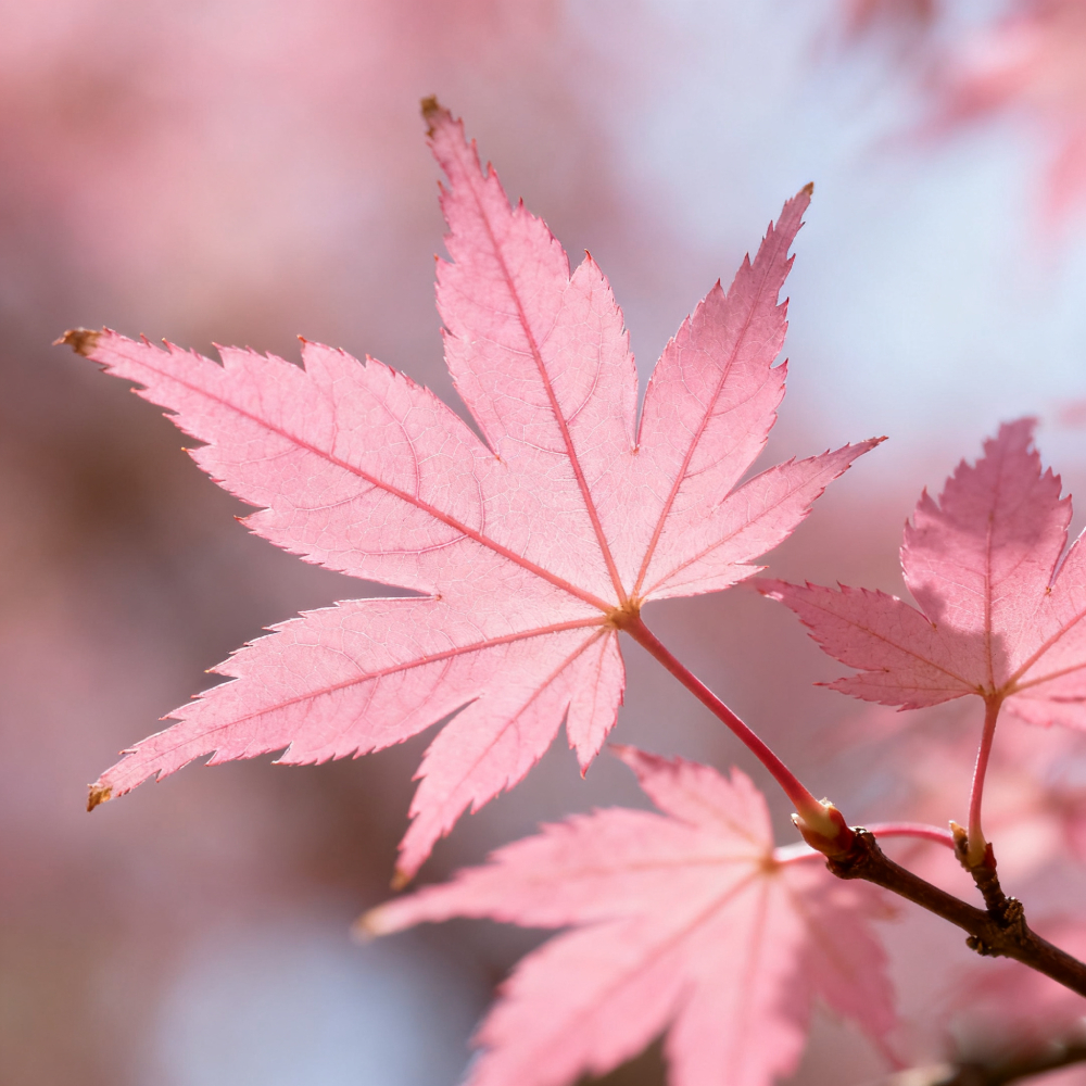 Sapphire Maple Tree Seeds – Grow Your Stunning Blue Foliage This Season!