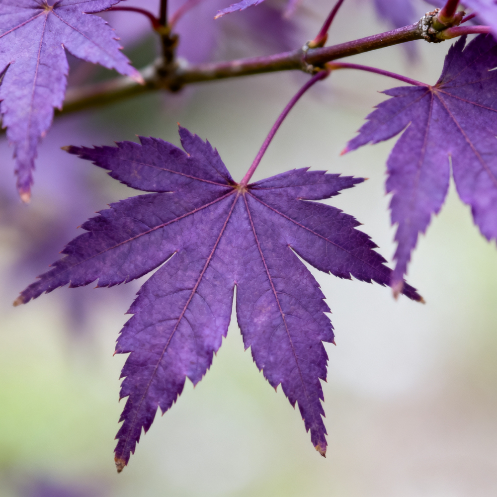 Sapphire Maple Tree Seeds – Grow Your Stunning Blue Foliage This Season!