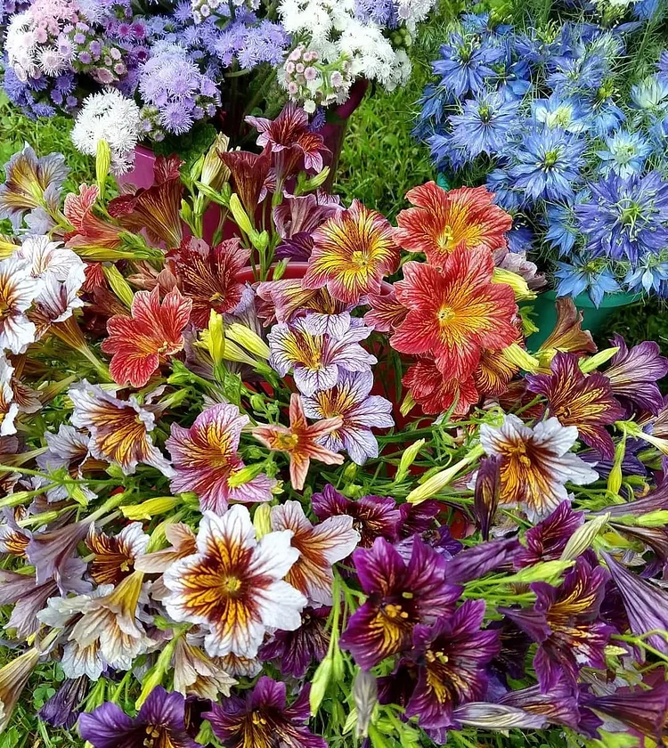 Chilean Morning Glory Seeds