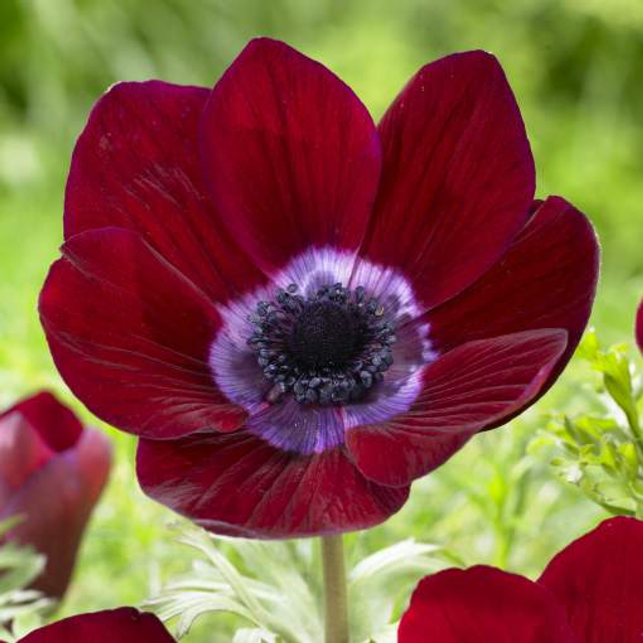 Bordeaux Anemone Seeds