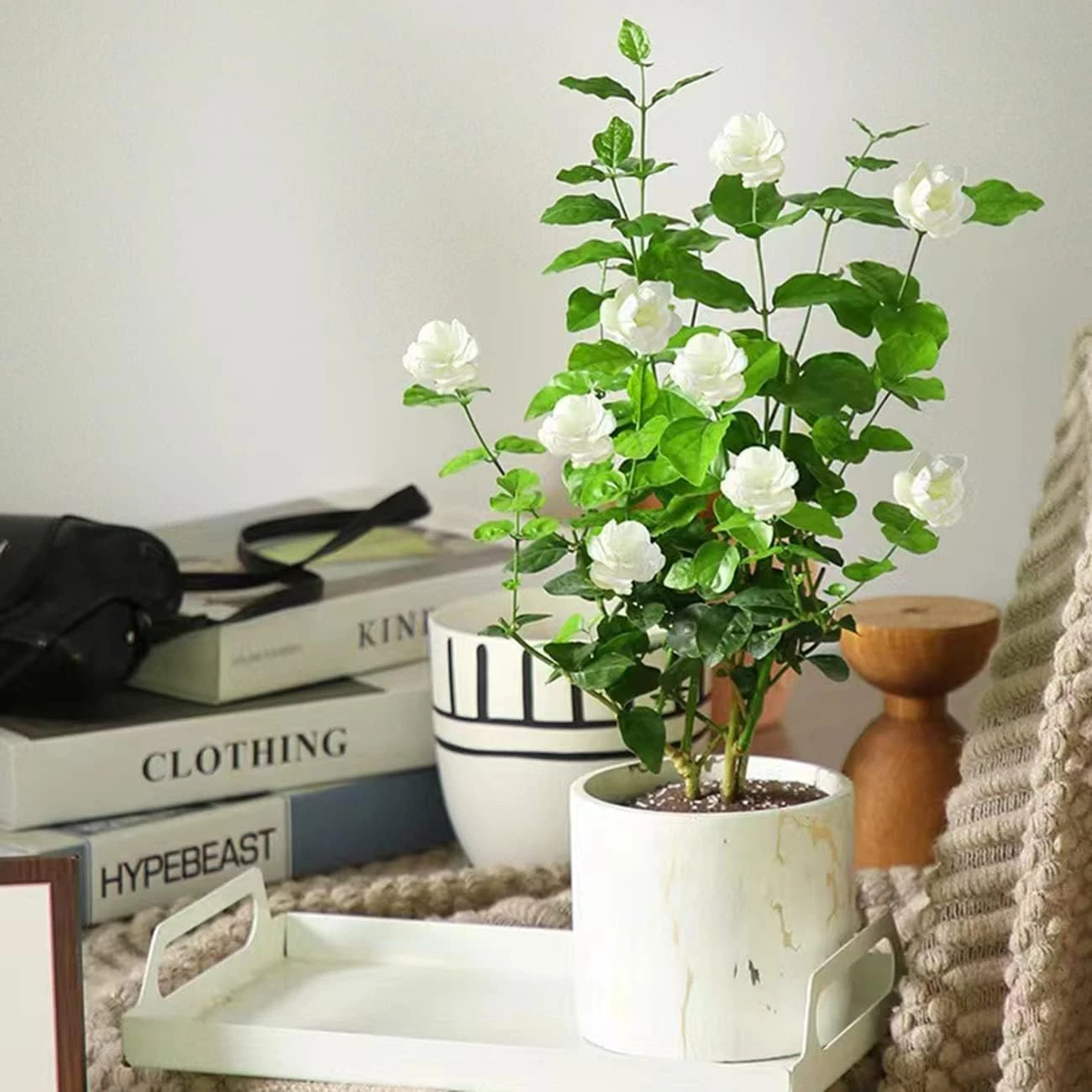 Fragrant Climbing Jasmine Seeds: Non-GMO Evergreen Vine for Gardens & Balconies