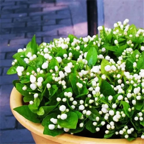 Fragrant Climbing Jasmine Seeds: Non-GMO Evergreen Vine for Gardens & Balconies