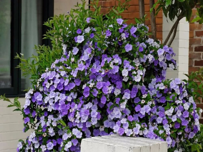Fragrant Climbing Jasmine Seeds: Non-GMO Evergreen Vine for Gardens & Balconies