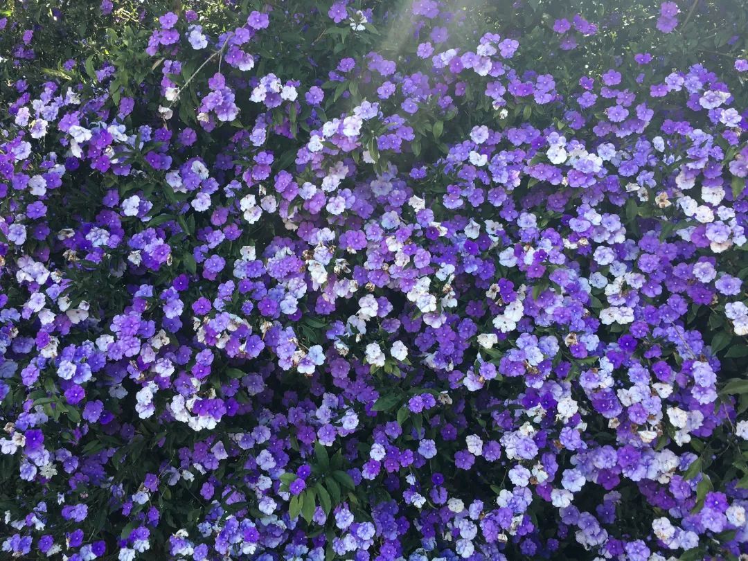 Fragrant Climbing Jasmine Seeds: Non-GMO Evergreen Vine for Gardens & Balconies