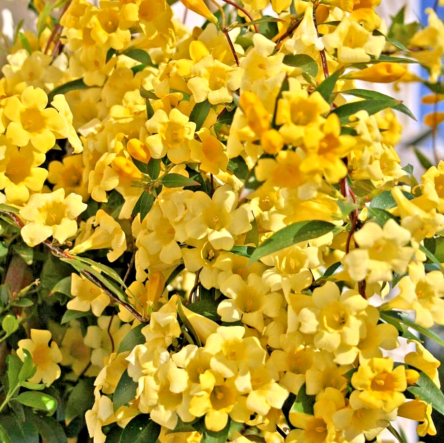 Fragrant Climbing Jasmine Seeds: Non-GMO Evergreen Vine for Gardens & Balconies