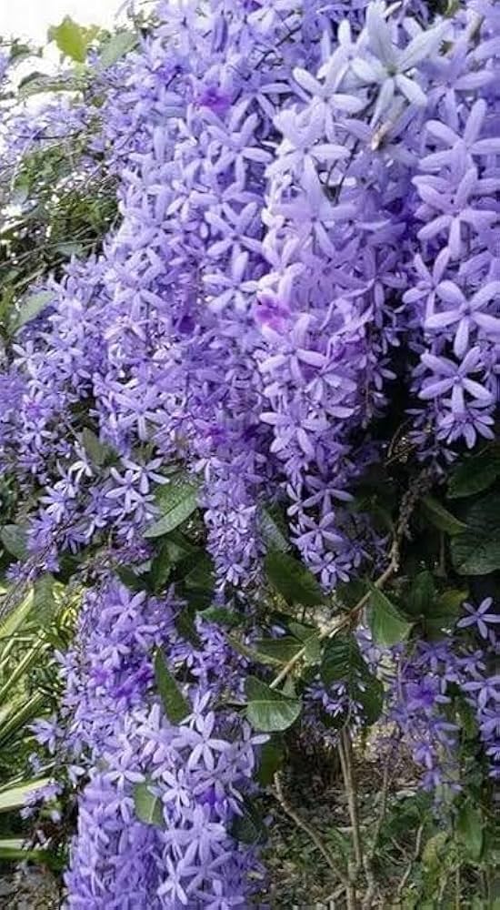 Fragrant Climbing Jasmine Seeds: Non-GMO Evergreen Vine for Gardens & Balconies