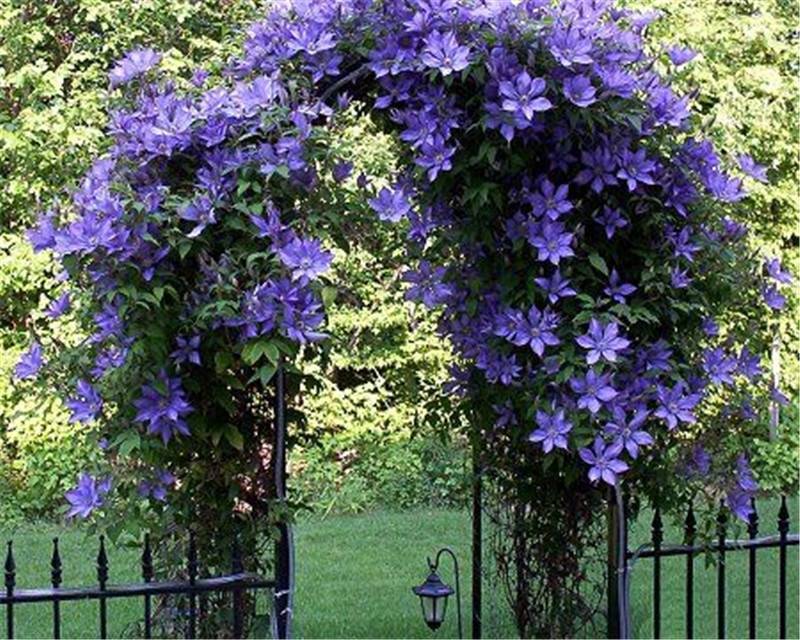 Fragrant Climbing Jasmine Seeds: Non-GMO Evergreen Vine for Gardens & Balconies
