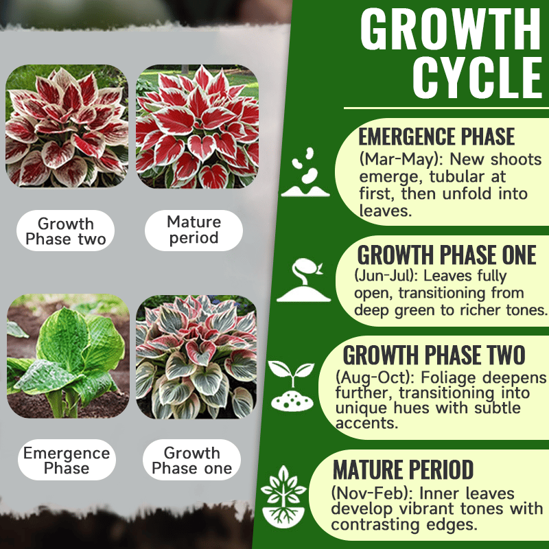 🔥Last day clearance💥Premium Rare Hosta Seeds🌿Shade-Tolerant Plant