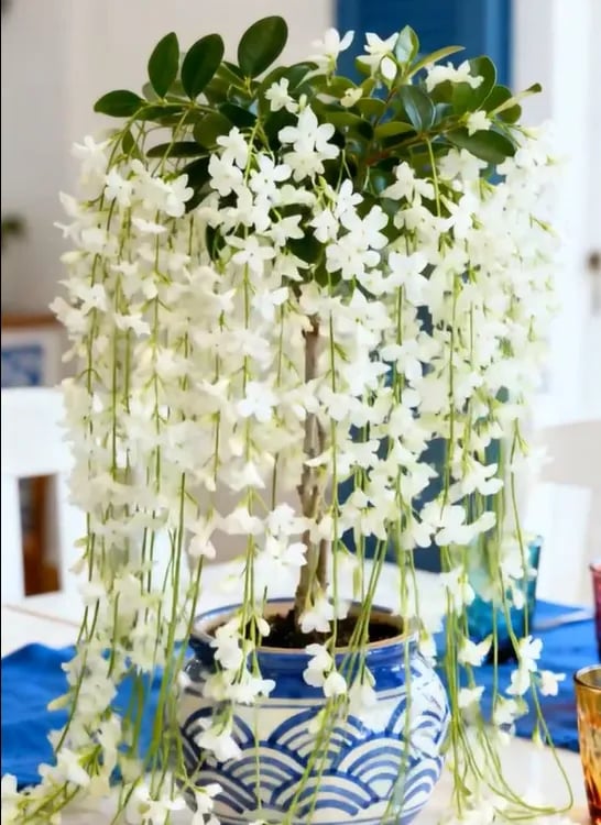 🏆 79K+ SOLD! ❄️🌱Trailing Jasmine Seeds – Winter Planting, Perennial Blooms & Fragrant Garden Elegance 🌸
