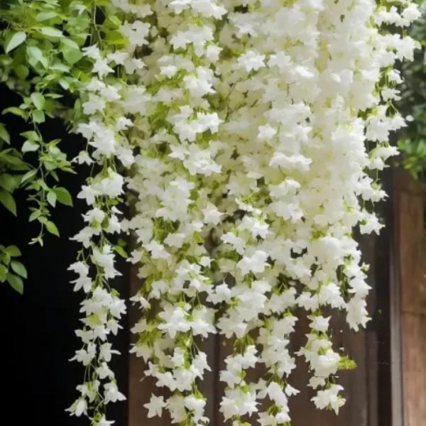🏆 79K+ SOLD! ❄️🌱Trailing Jasmine Seeds – Winter Planting, Perennial Blooms & Fragrant Garden Elegance 🌸