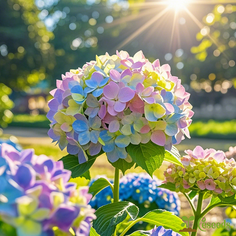 Dreamy Hydrangea Seeds – A Kaleidoscope of Colors for Your Garden