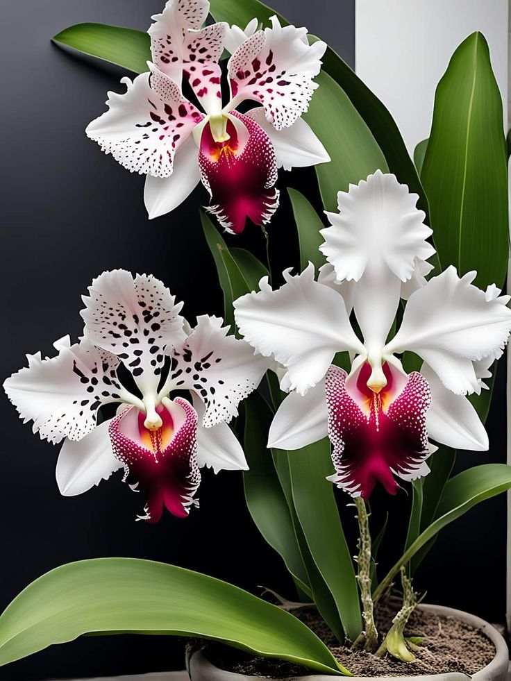 Iris Schmetterlingssamen