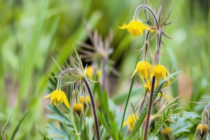 Mix Color Prairie Smoke Flower,Geum Triflorum 