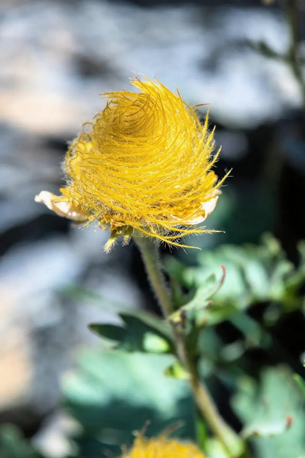 Mix Color Prairie Smoke Flower,Geum Triflorum 