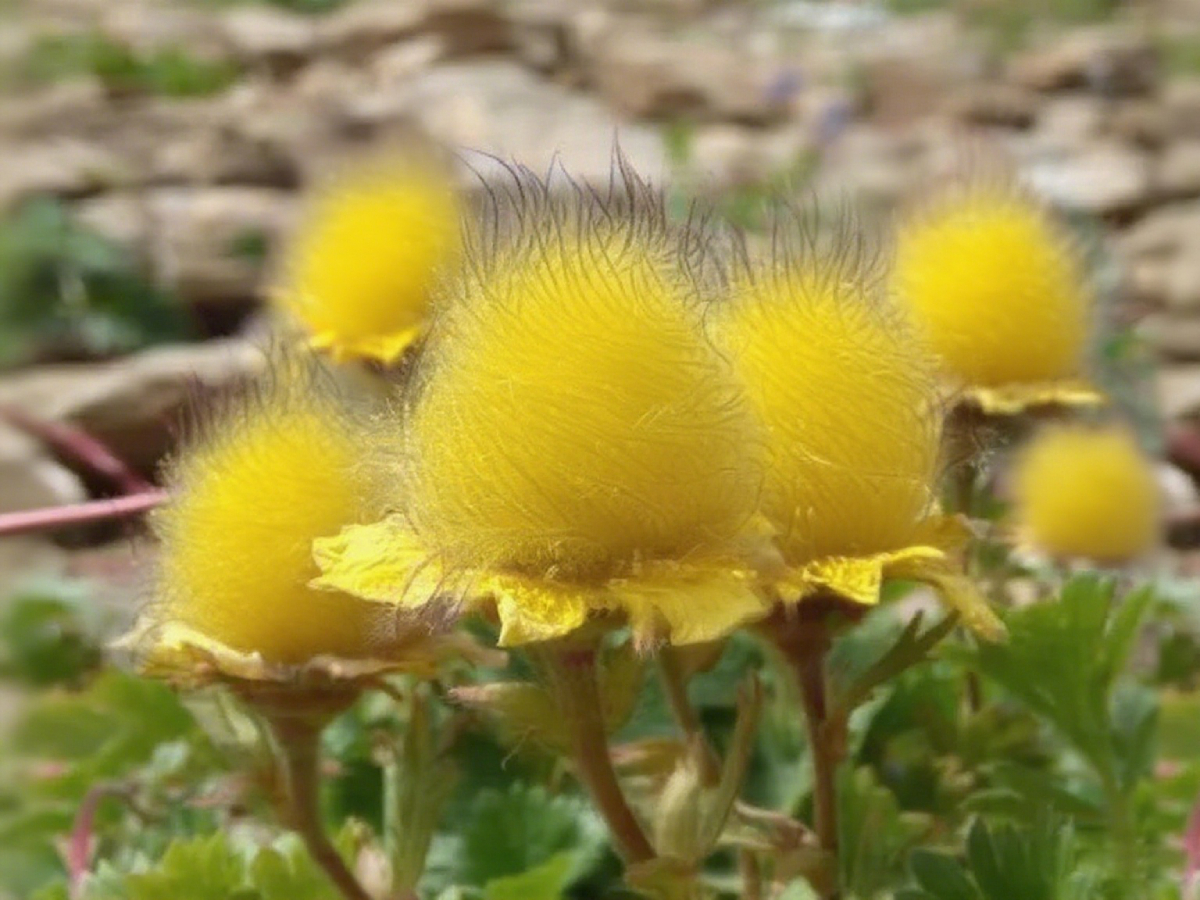 Mix Color Prairie Smoke Flower,Geum Triflorum 