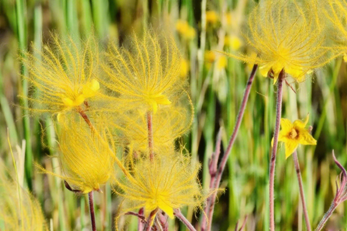 Mix Color Prairie Smoke Flower,Geum Triflorum 