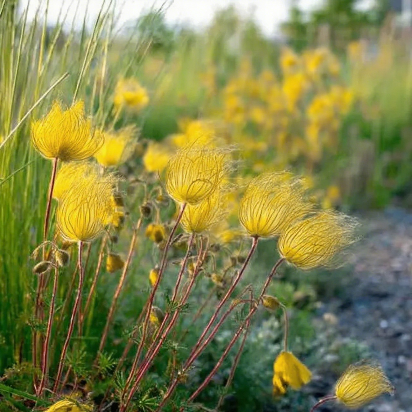 Mix Color Prairie Smoke Flower,Geum Triflorum 