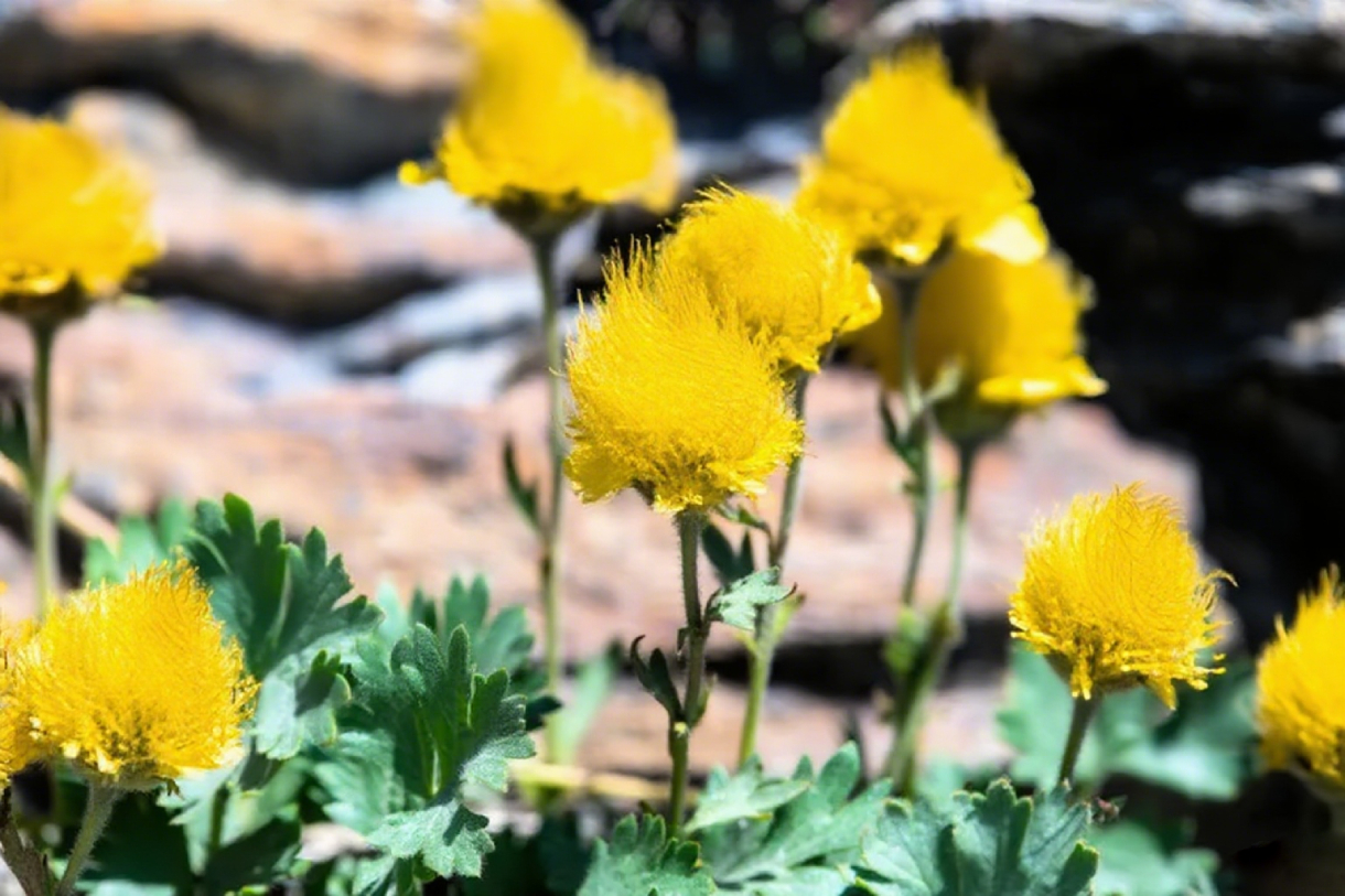 Mix Color Prairie Smoke Flower,Geum Triflorum 