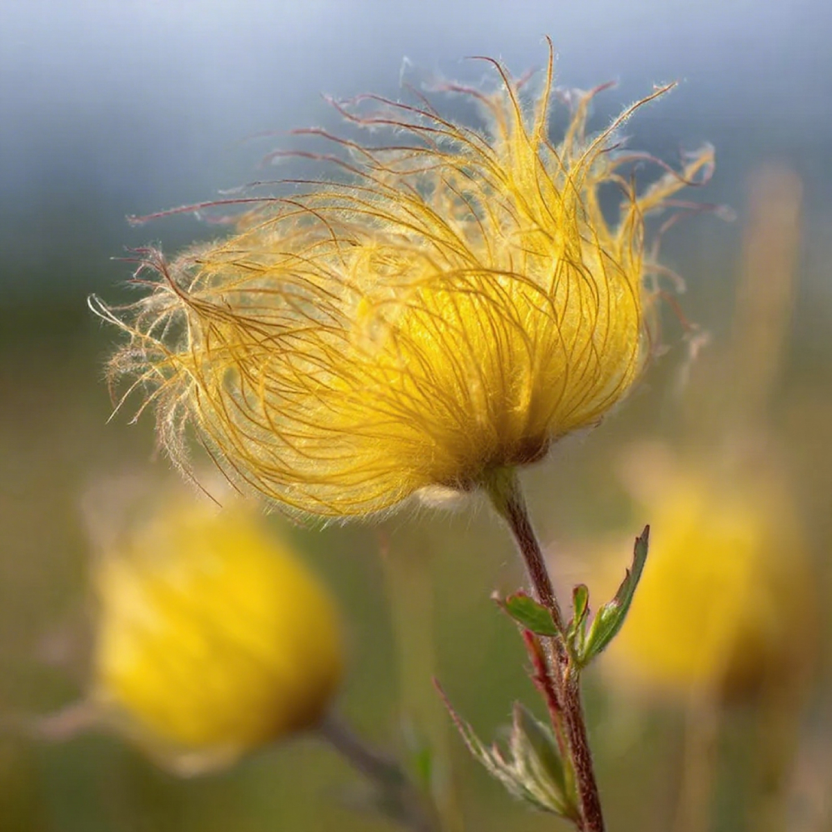 Mix Color Prairie Smoke Flower,Geum Triflorum 