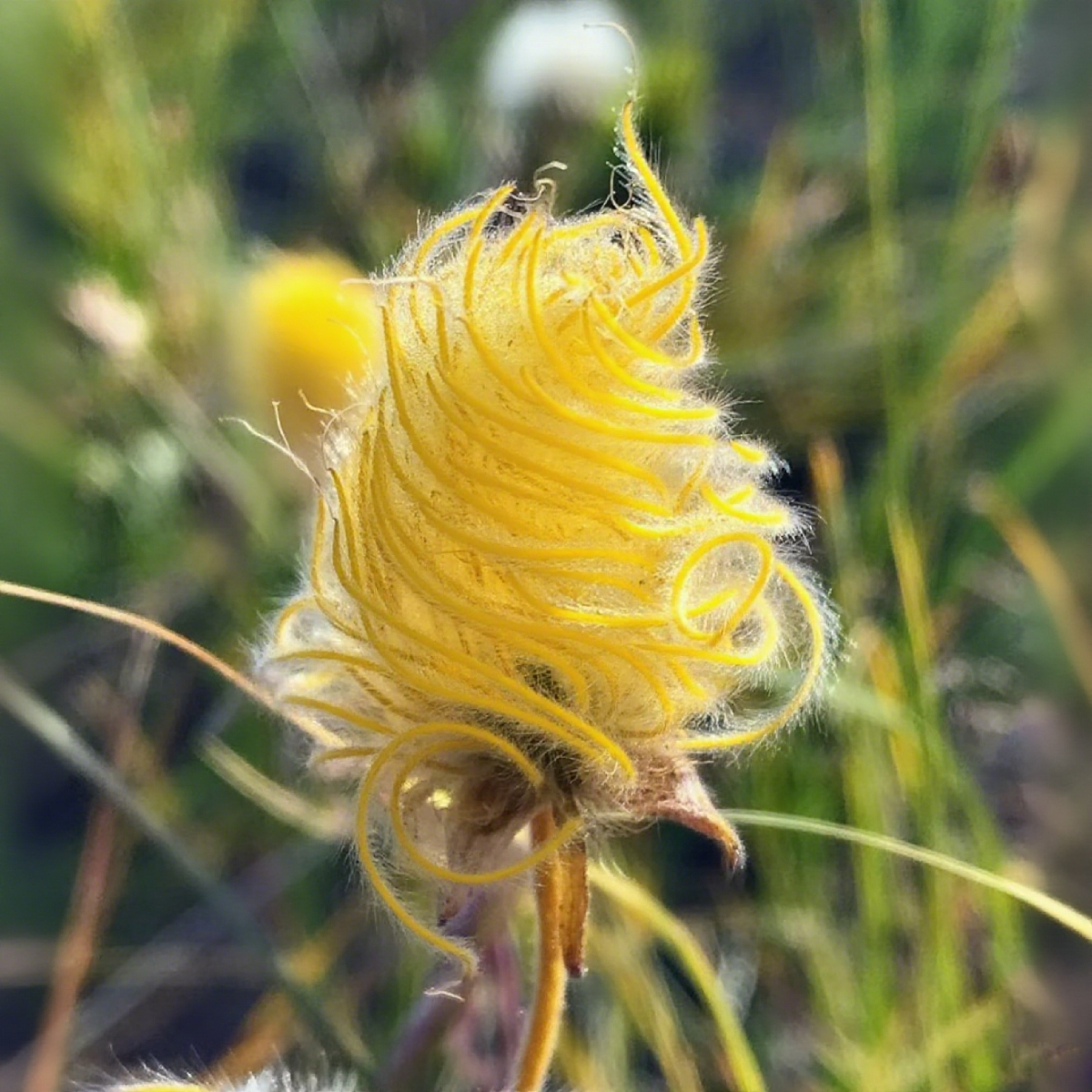 Mix Color Prairie Smoke Flower,Geum Triflorum 