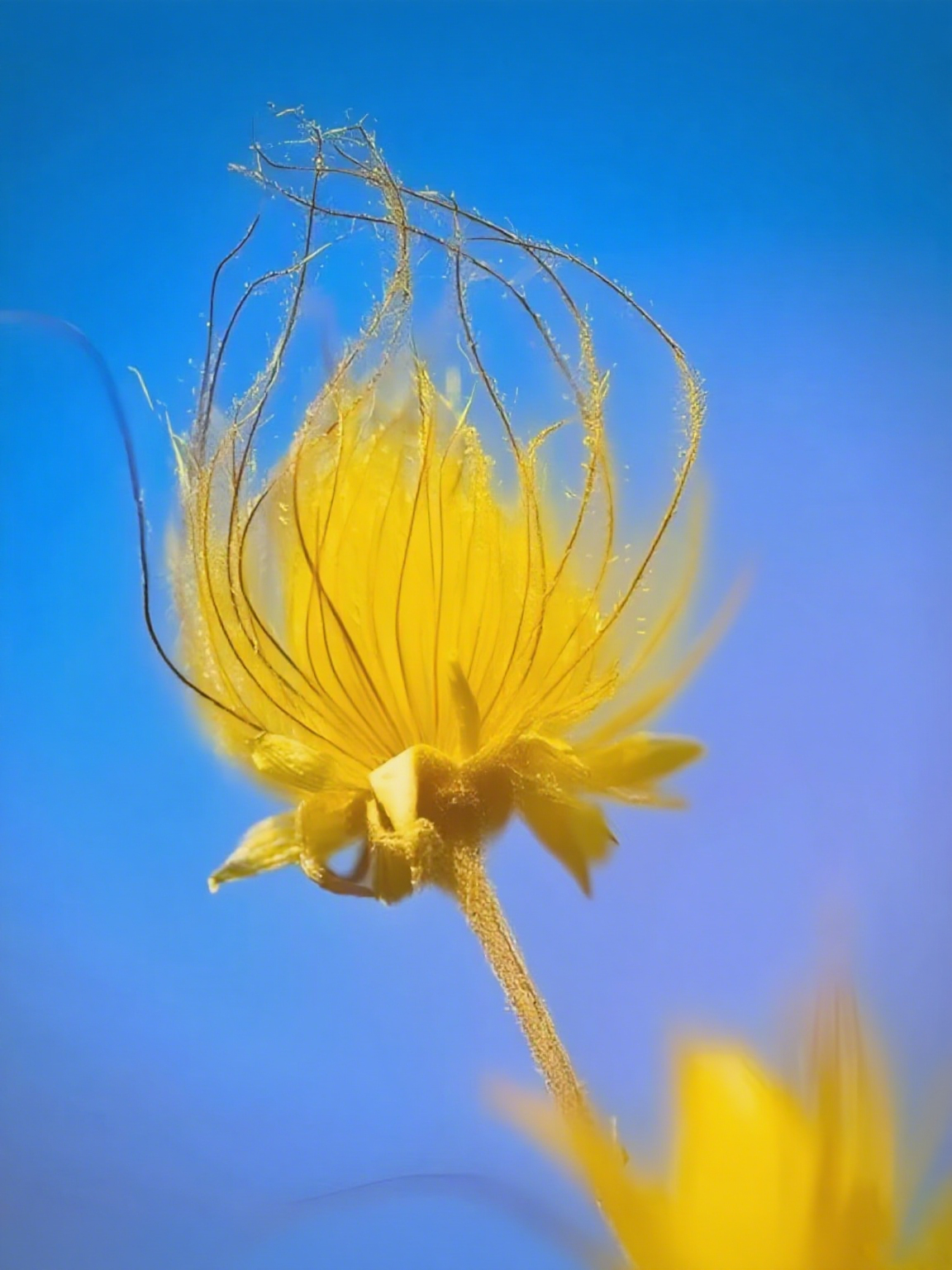 Mix Color Prairie Smoke Flower,Geum Triflorum 