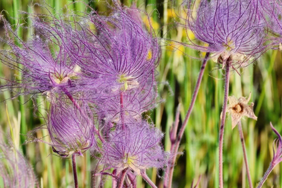 Mix Color Prairie Smoke Flower,Geum Triflorum 