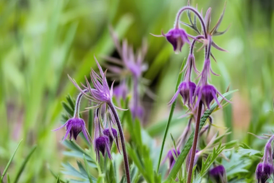 Mix Color Prairie Smoke Flower,Geum Triflorum 