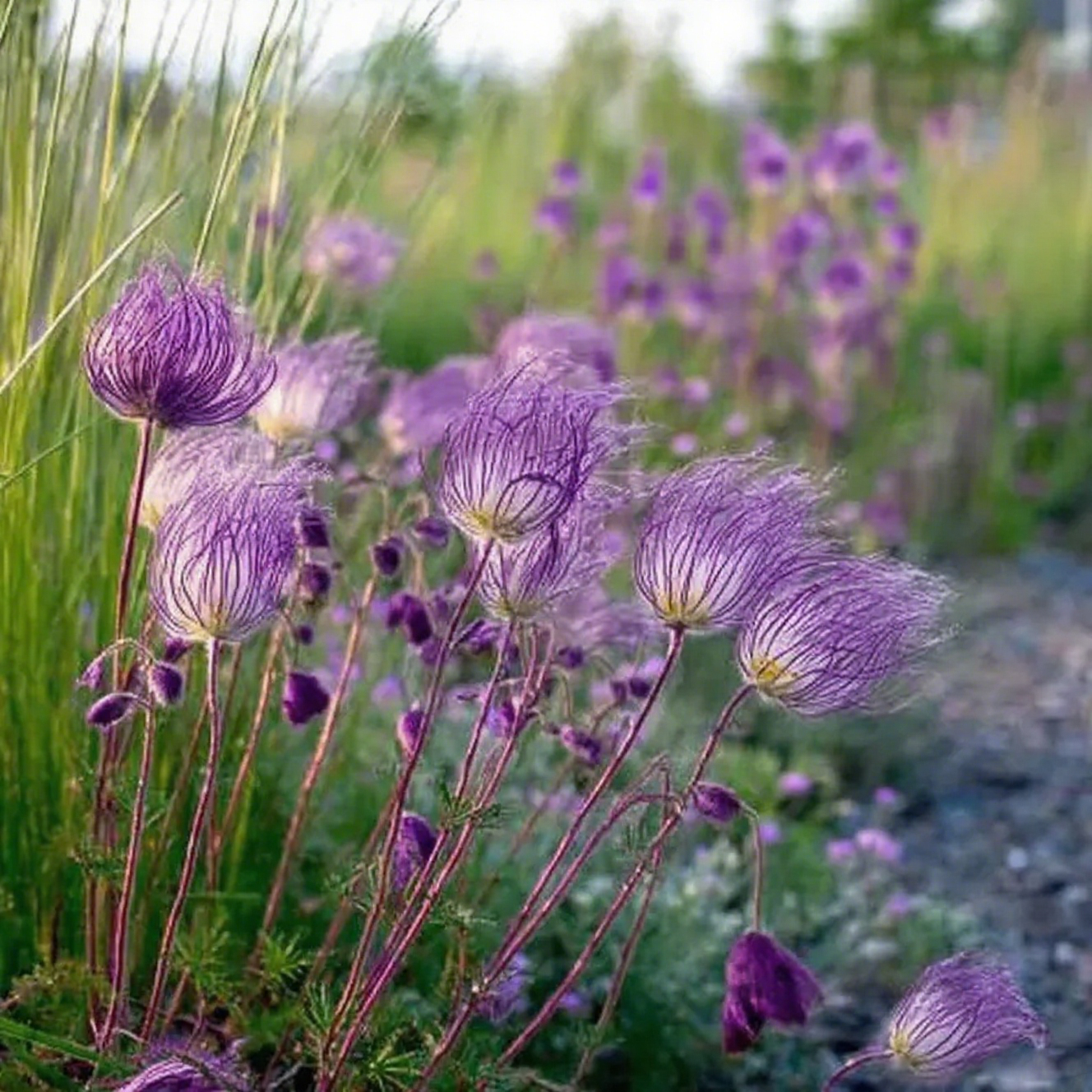 Mix Color Prairie Smoke Flower,Geum Triflorum 
