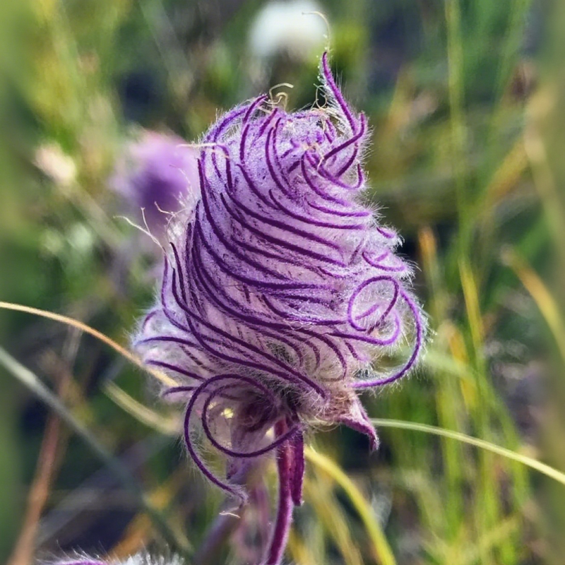 Mix Color Prairie Smoke Flower,Geum Triflorum 