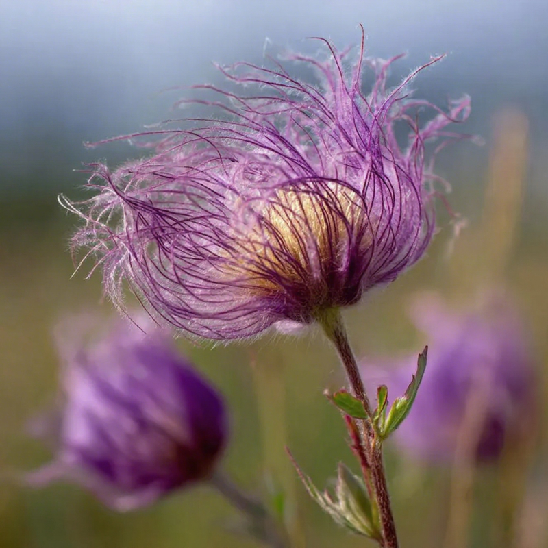 Mix Color Prairie Smoke Flower,Geum Triflorum 