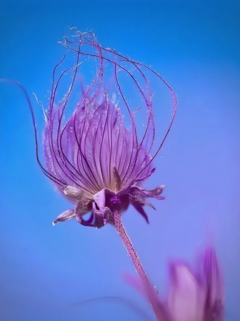 Mix Color Prairie Smoke Flower,Geum Triflorum 