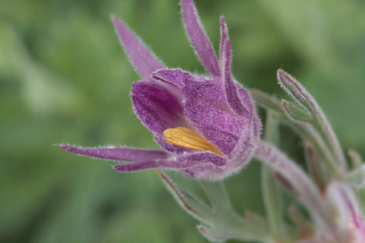 Mix Color Prairie Smoke Flower,Geum Triflorum 