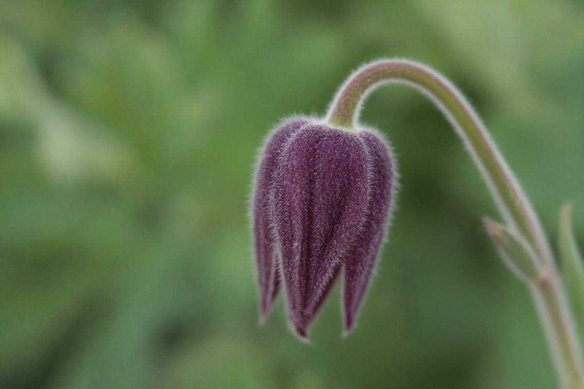Mix Color Prairie Smoke Flower,Geum Triflorum 