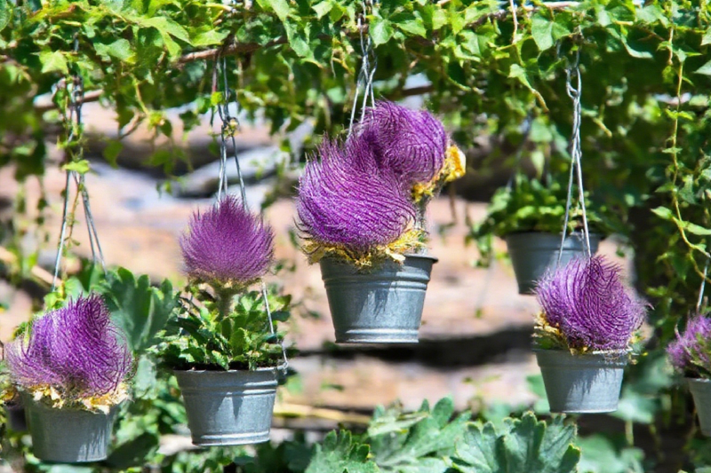 Mix Color Prairie Smoke Flower,Geum Triflorum 
