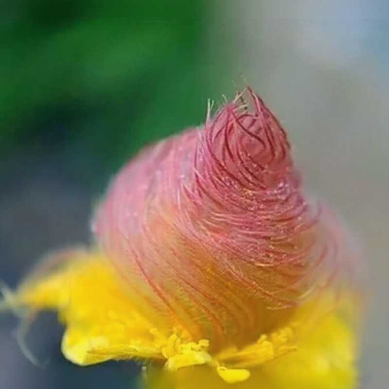 Mix Color Prairie Smoke Flower,Geum Triflorum 