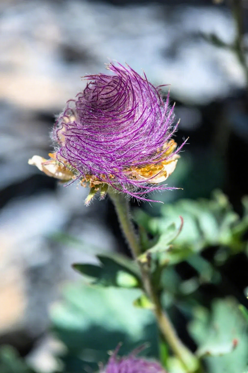 Mix Color Prairie Smoke Flower,Geum Triflorum 