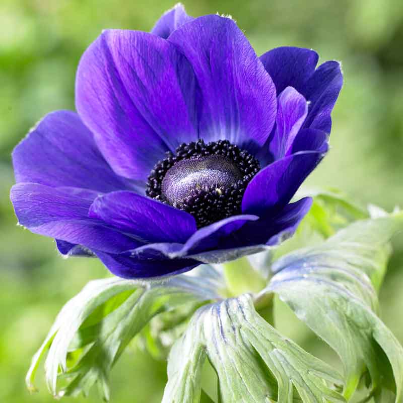 De Caen Blue Anemone Seeds