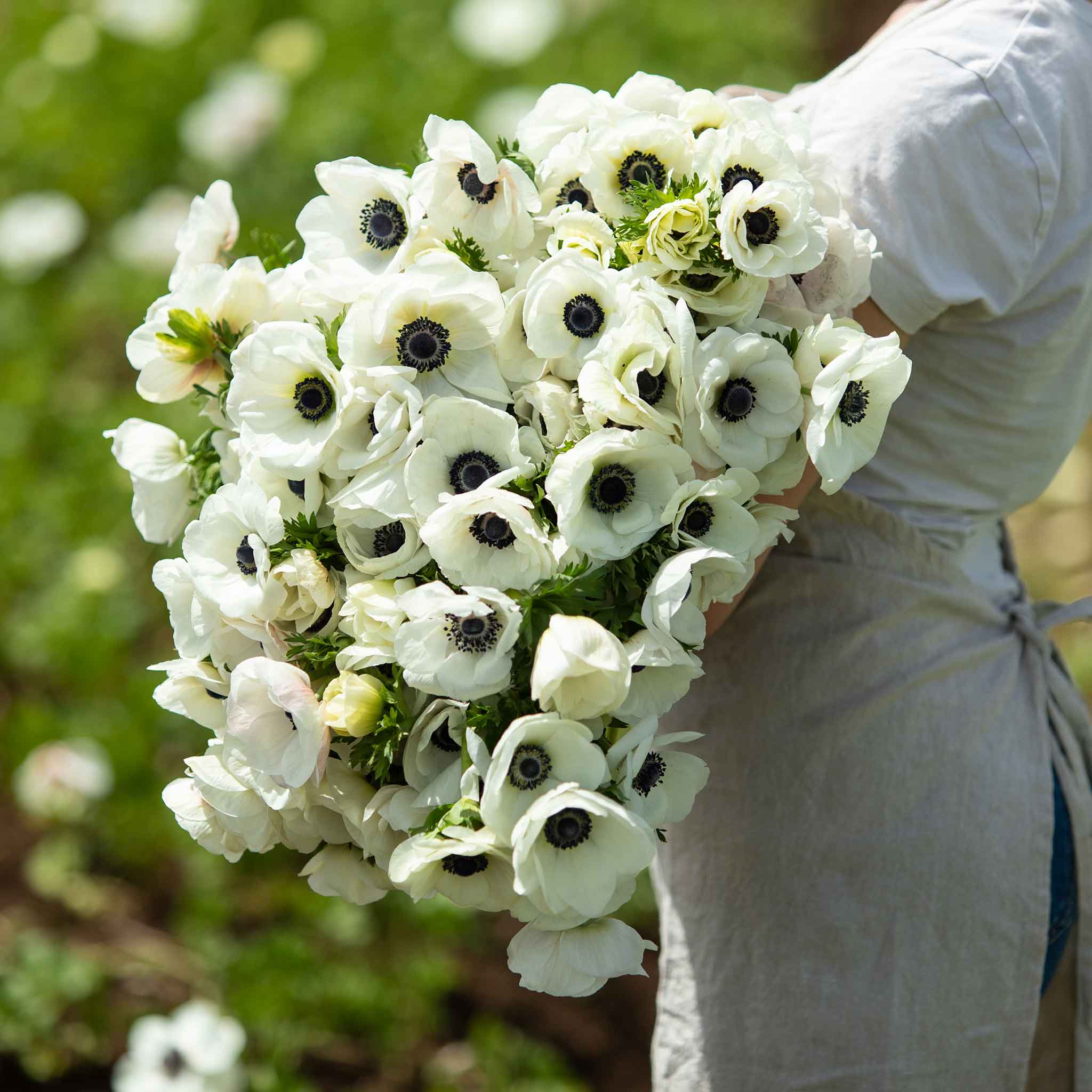 De Caen White Anemone Seeds