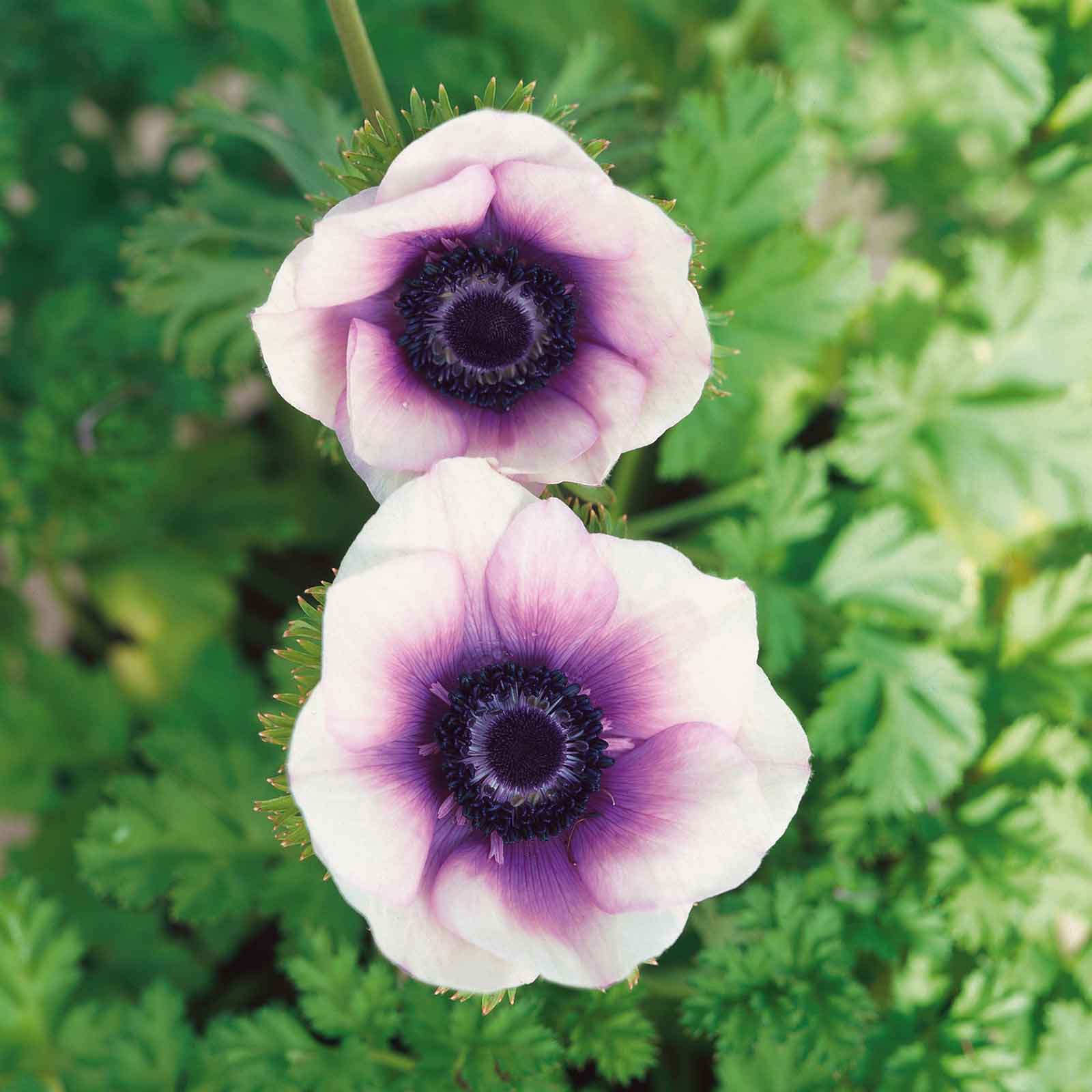Pastel Violet Anemone Seeds